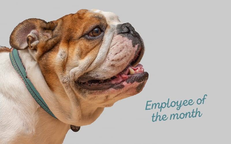 bulldog accounting social graphics employee of the month