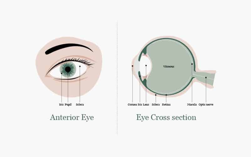 eyeworks london anterior eye cross section illustration creative