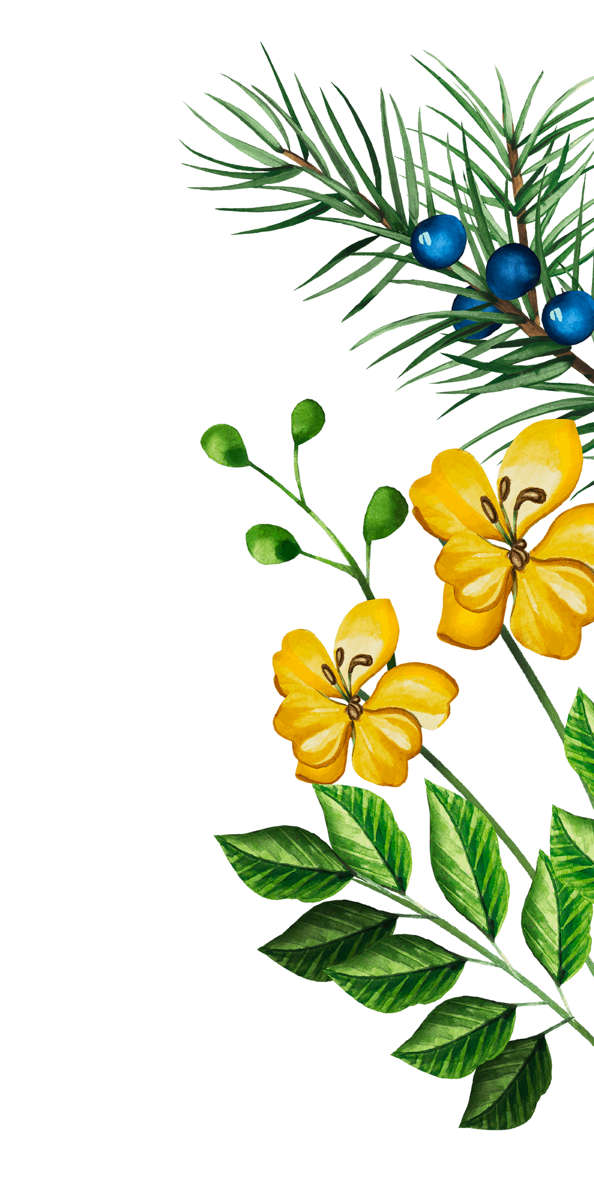 botanical illustrations cardona & son spirit co honey gin
