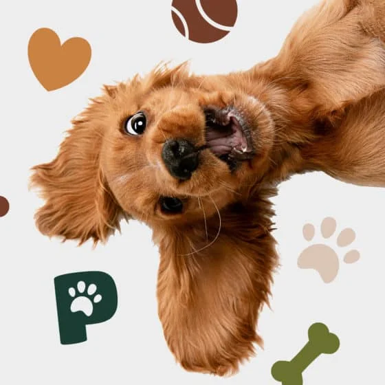 The Pet Au Pair Anna Speight Barton-le-Clay Dog Walker